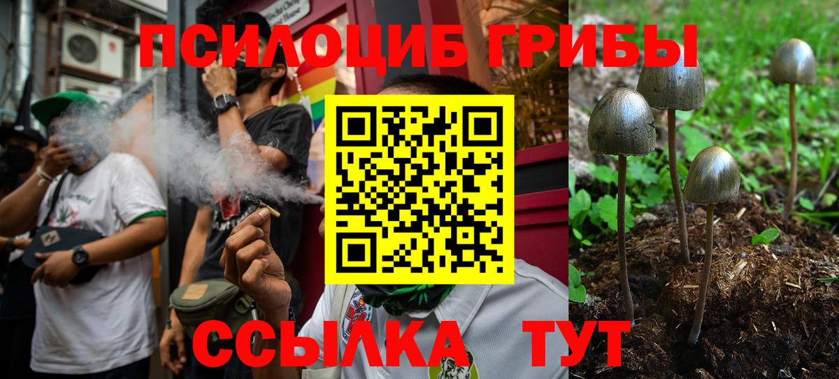 Псилоцибиновые грибы Psilocybe Лыткарино